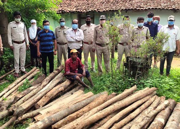 सागौन के 76 नग चिरान जप्त : वन विभाग द्वारा अभियान लगातार जारी