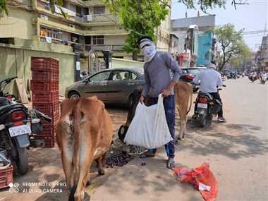 युवा बने बेसहारा पशुओं का सहारा, चारा-पानी की कर रहे व्यवस्था