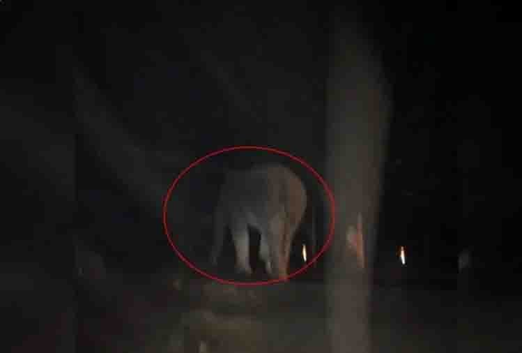 देर रात मेला क्षेत्र में आ धमका मदमस्त जंगली हाथी, मची भगदड़