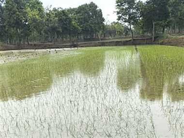 सूखा ही निकल गया आधा आषाढ़, कल से अच्छी बारिश की संभावना