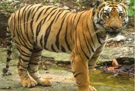कार्बेट पार्क में 250 हुई बाघों की संख्या, पढ़िए 48 सालों में कब-कब क्या हुआ