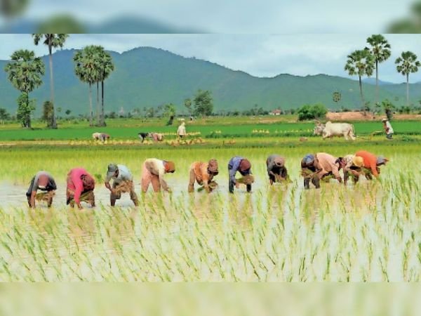 अच्छी बारिश के बाद खेतों में धान की रोपाई तेज, अब तक 12 से 13 हजार हेक्टेयर में हो चुकी बोनी