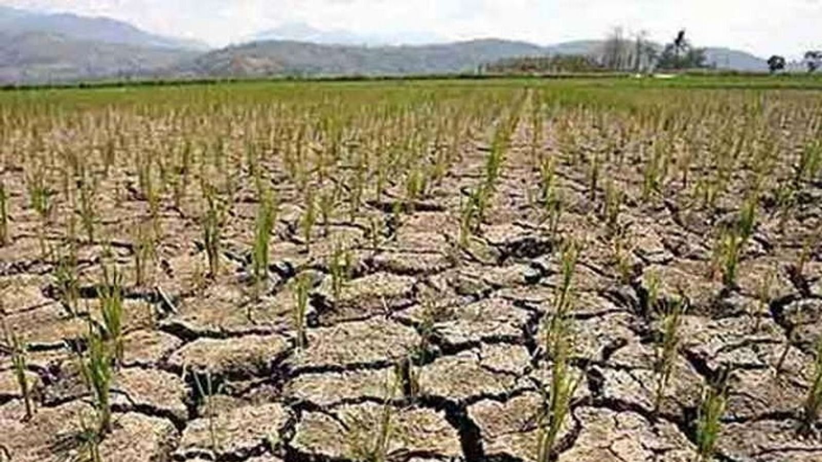 अन्नदाता बोले अब तो जिले को सूखा क्षेत्र घोषित करे सरकार