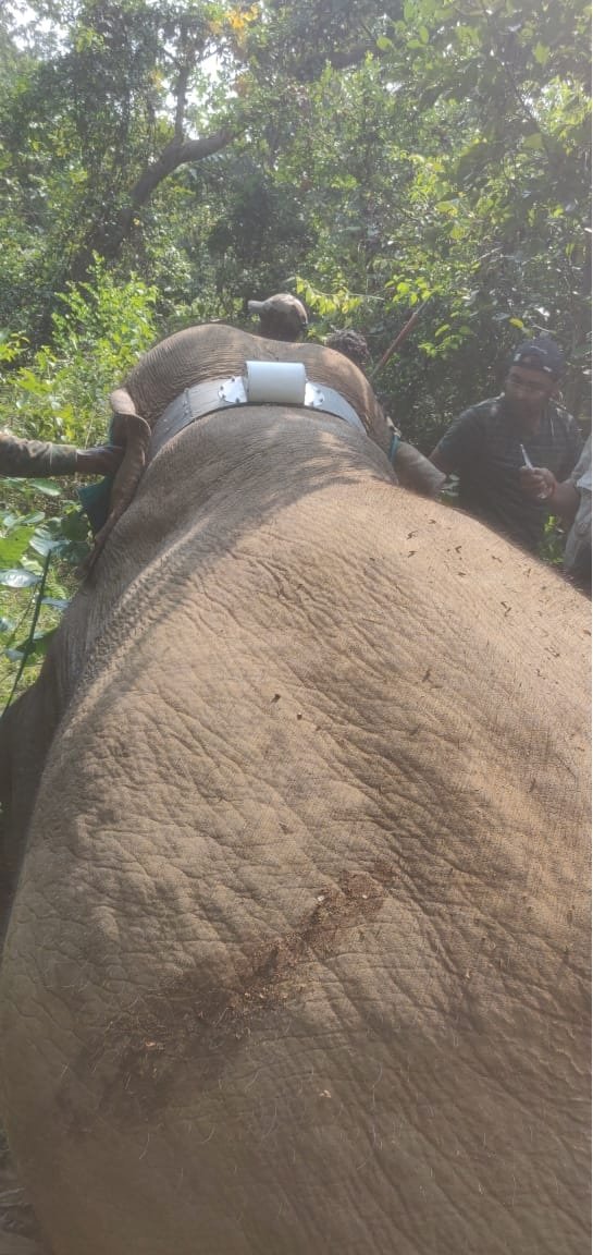 ​​​​​​​सूरजपुर वनमण्डल में एक और मादा हाथी का रेडियो कॉलरिंग