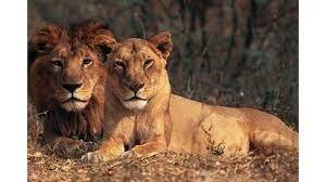 चिड़ियाघर में चार एशियाई शेरों को हुआ कोरोना, संक्रमित कर्मचारियों के आए थे संपर्क में