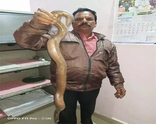 1313148-snake