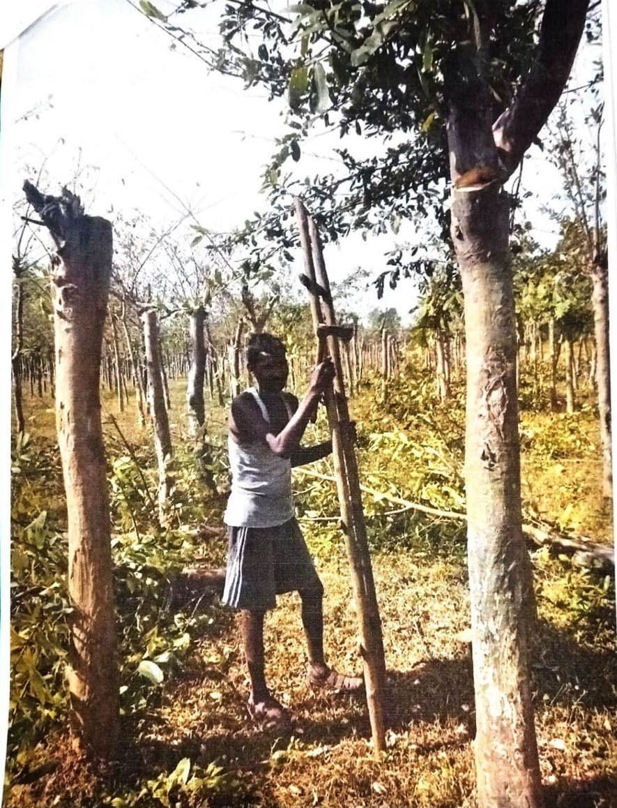 जशपुर नगर : टसर कीटपालन से ग्रामीण स्वाभिमान से स्वावलंबन की राह पर हो रहे अग्रसर