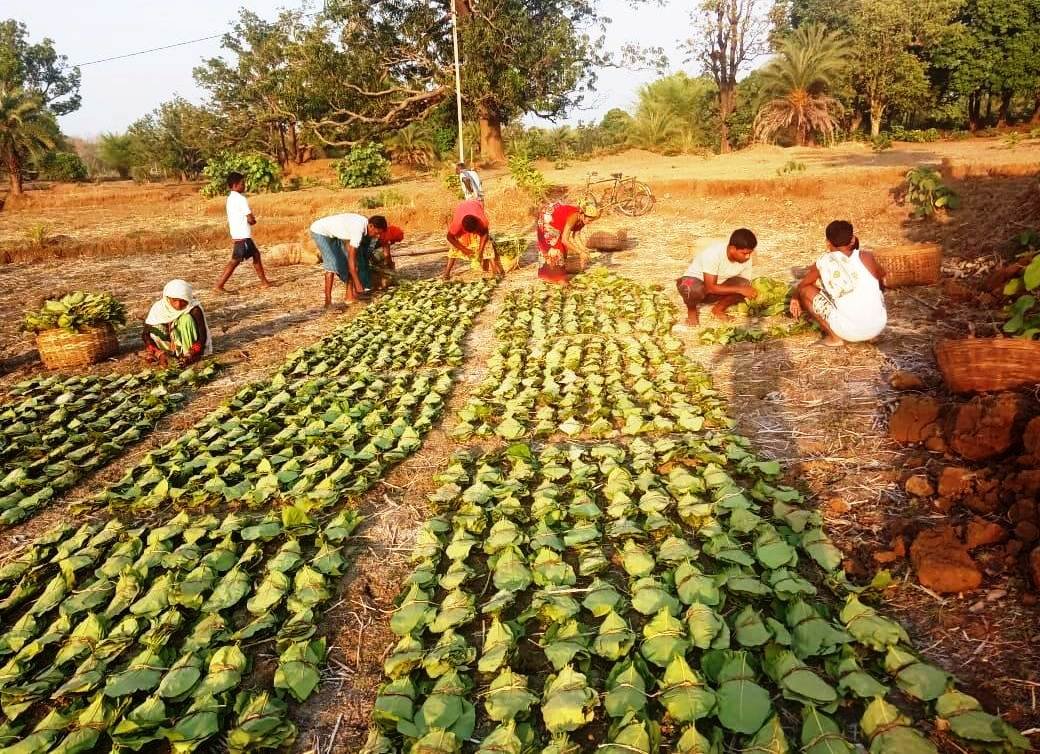 रायपुर : छत्तीसगढ़ में अब तक एक चौथाई के करीब तेंदूपत्ता का हो चुका संग्रहण