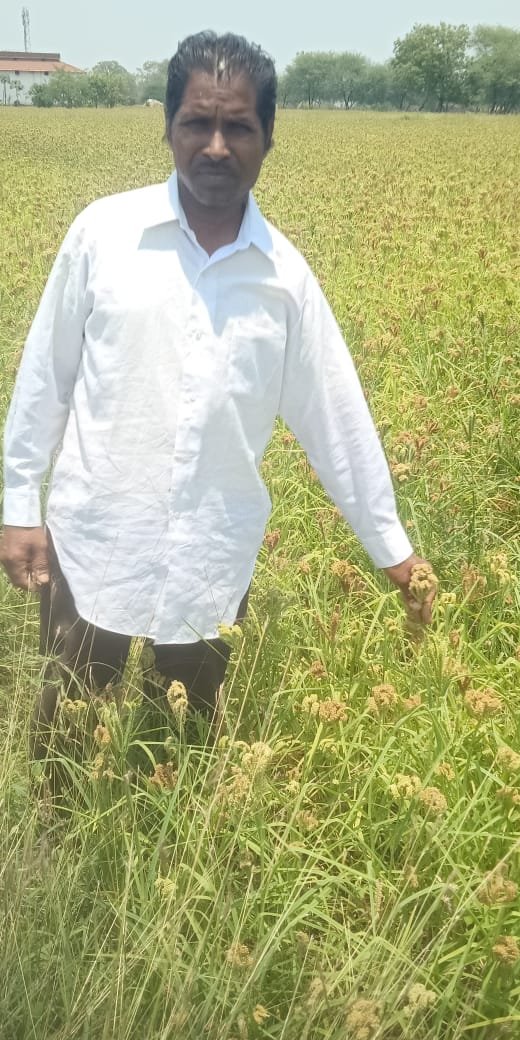रायपुर : छत्तीसगढ़ मिलेट मिशन: बढ़ती डिमांड के चलते किसान ले रहे रागी की खेती में रूचि