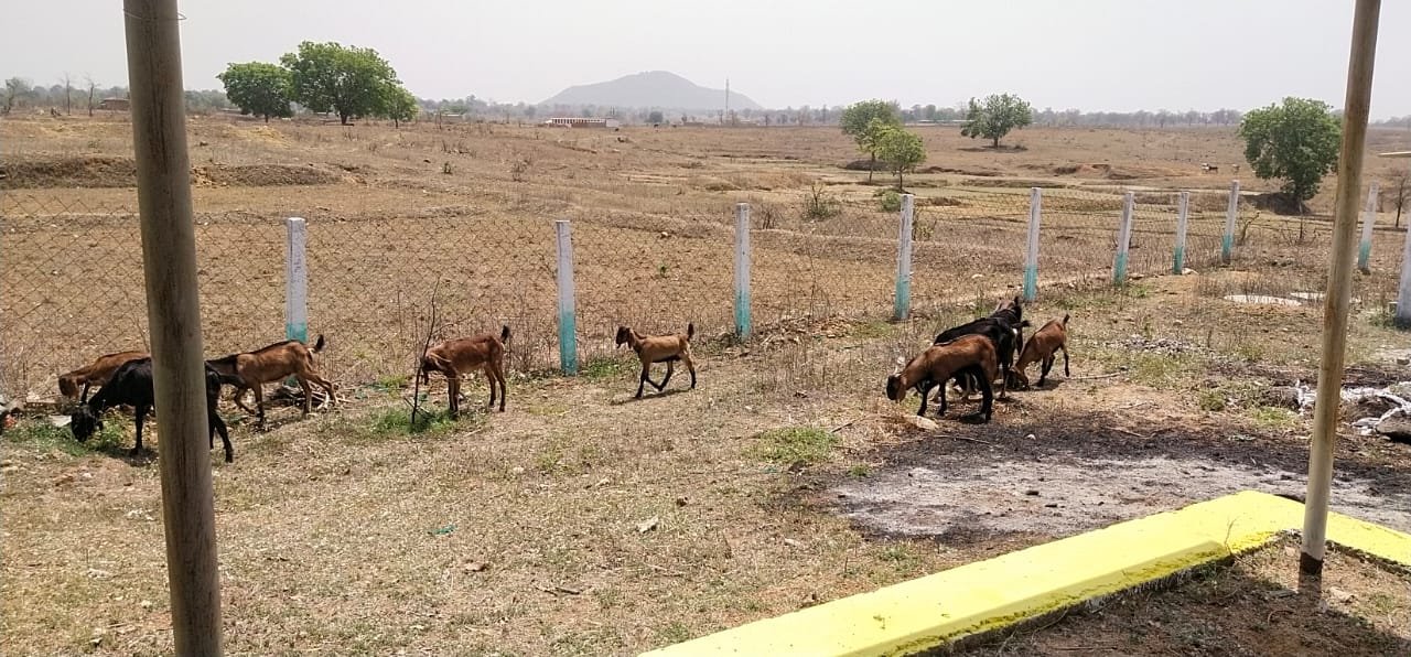 कोरिया : कटकोना गौठान में बकरी पालन कर रहा समूह, 67 हजार तक की हुई कमायी