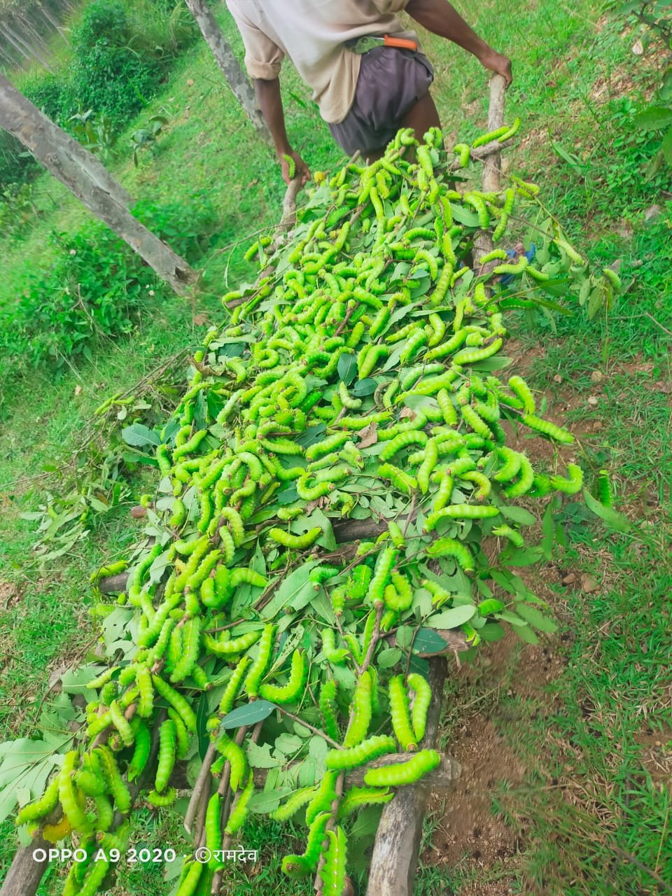 रायपुर : टसर रेशम कीटपालन से बढ़ी आमदनी