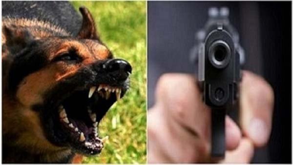 dog.jpg