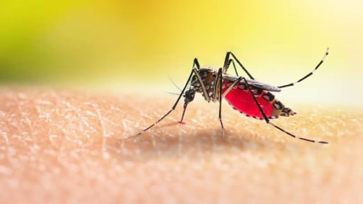 20230622102435_malaria