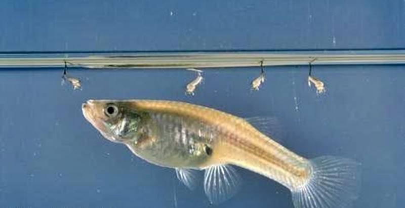 Mosquitofish.jpg