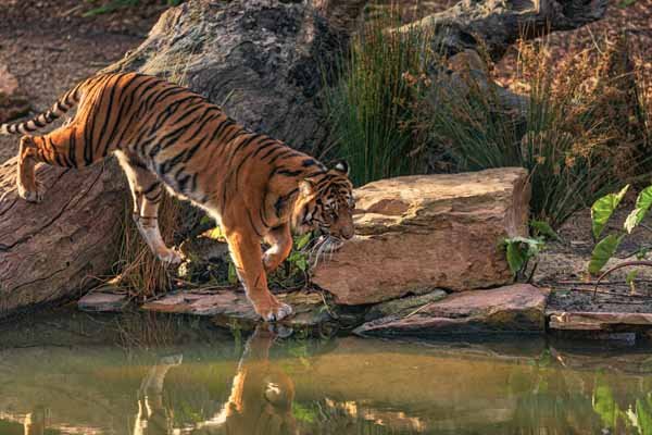 tiger4.jpg