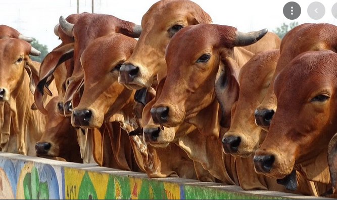 cow1-1.jpg
