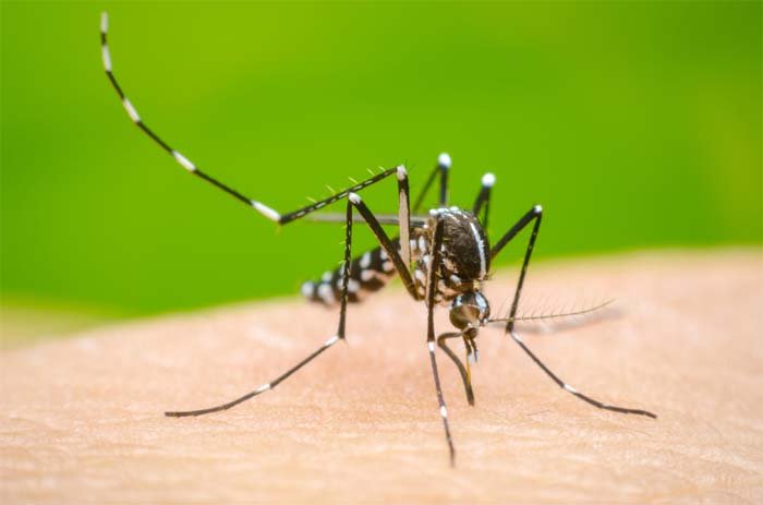dengue.jpg