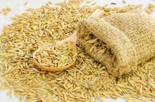 dhan-paddy-574.jpg