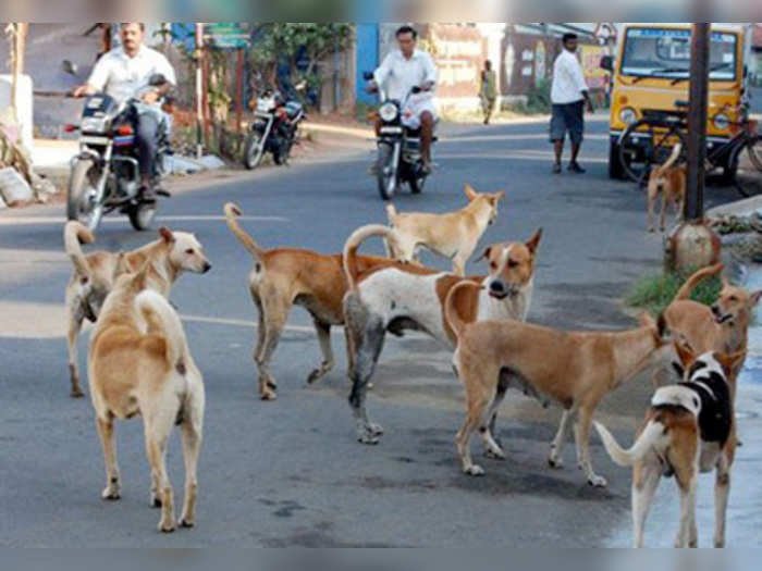 20221121140349_dogs1-70155011
