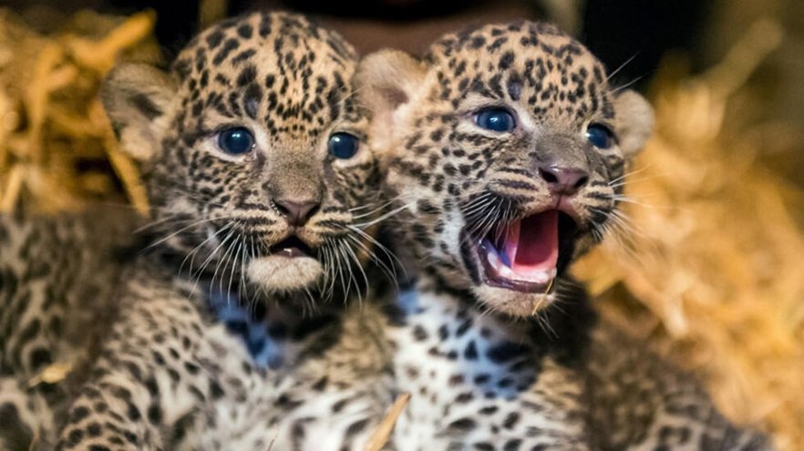 20231119170236_leopard cubs
