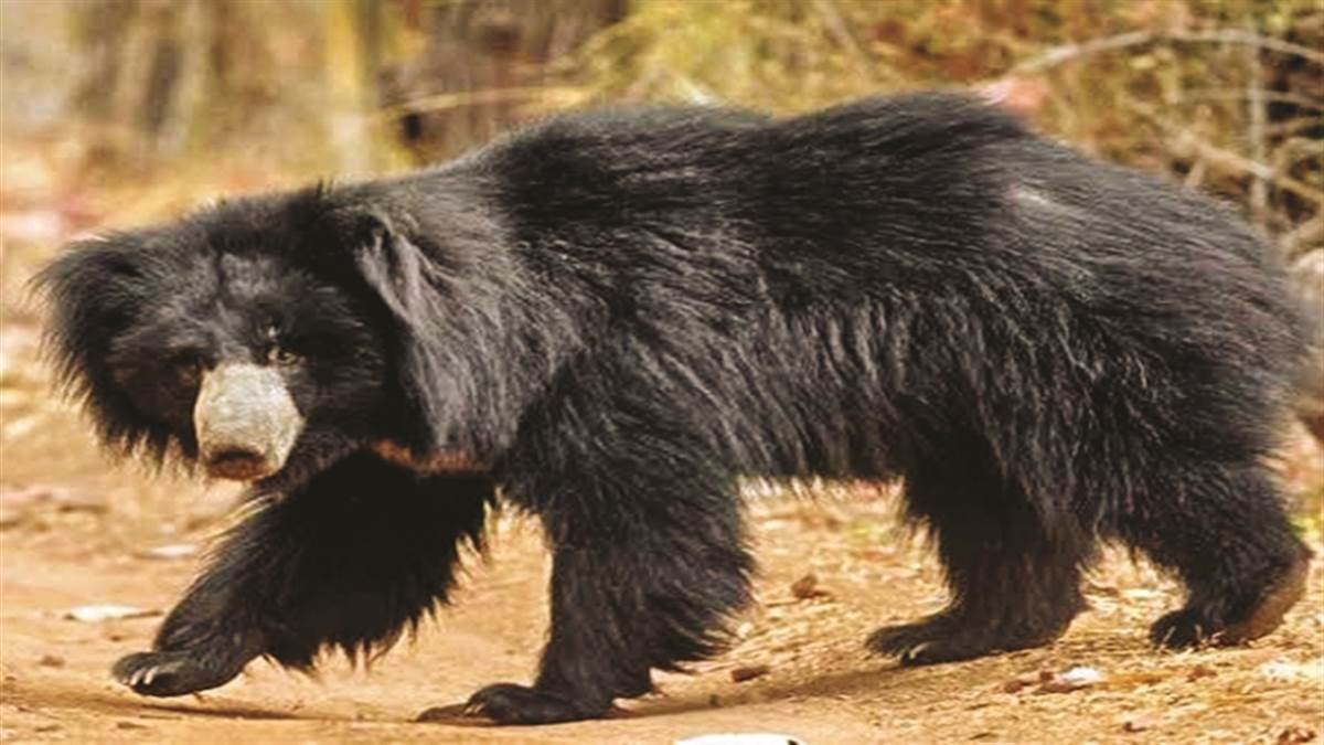 20231212104603_bear_attak