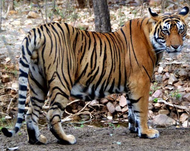 tiger_led-1.jpg