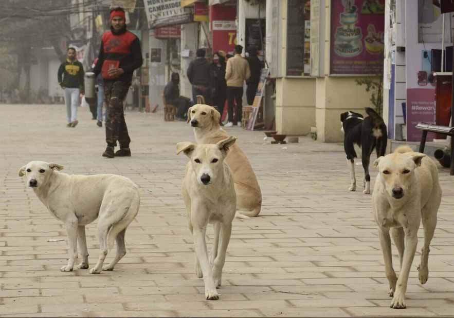 Dog_01.jpg