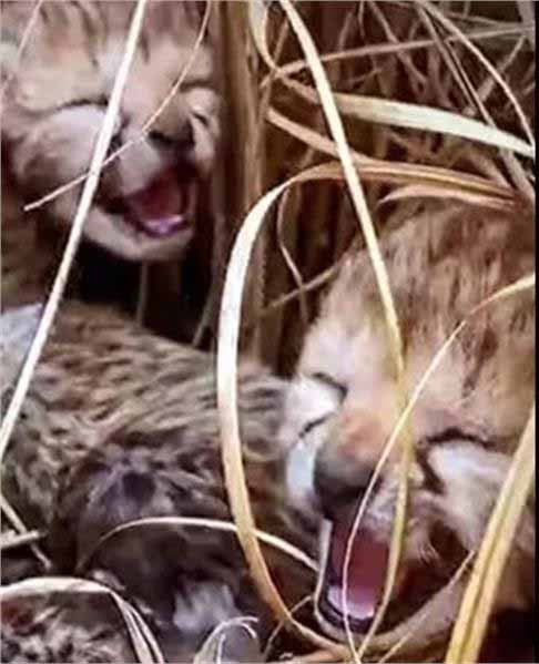 che2.jpg