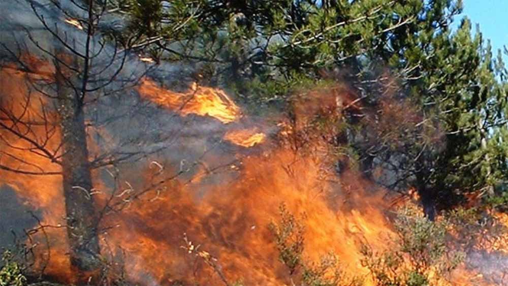 jungle_fire.jpg