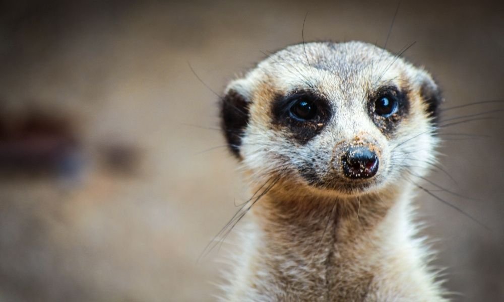 20240219110820_meerkat