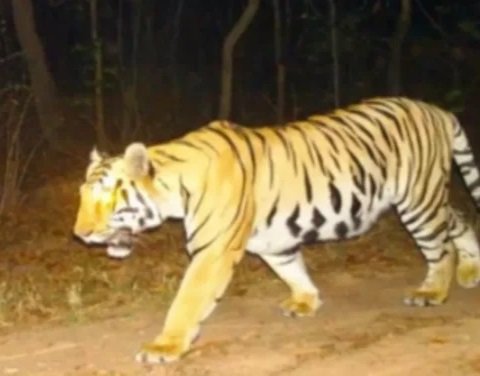 20240410140451_tiger