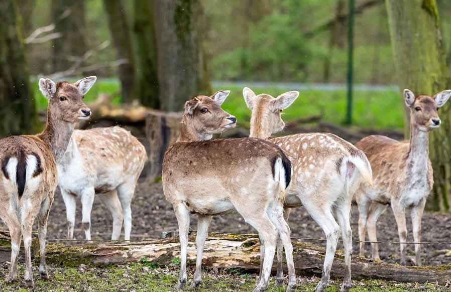 chital.jpg