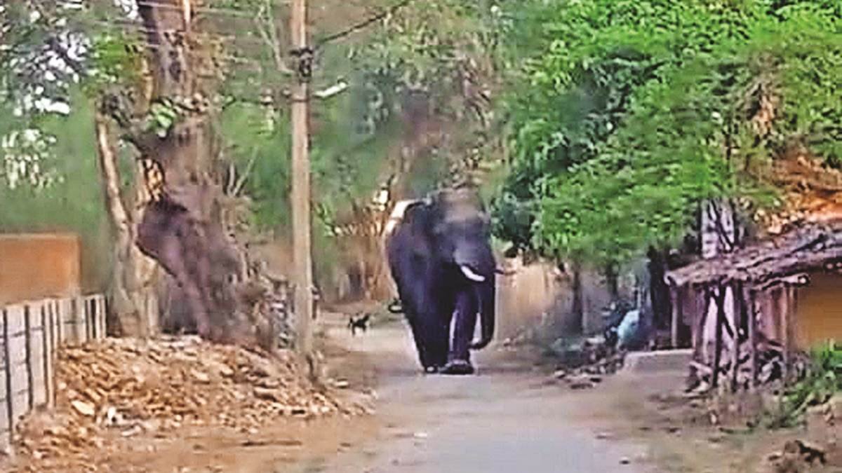 20240504125332_elephant_in_dhamtari