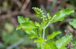 20240527082943_tulsi