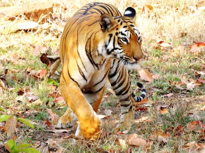 Tiger-INDIA-Maya-1.jpg