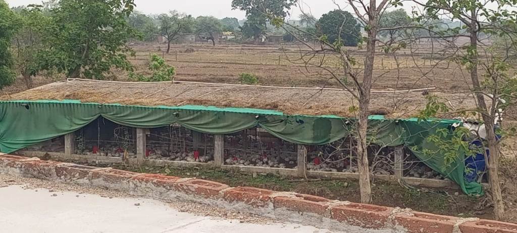 20240609125628_poultry
