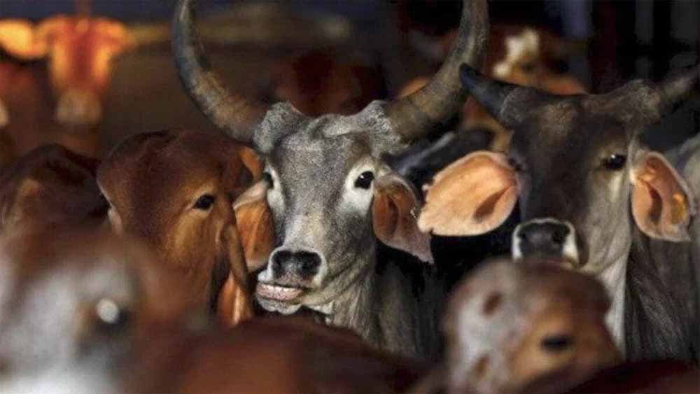 cow.jpg