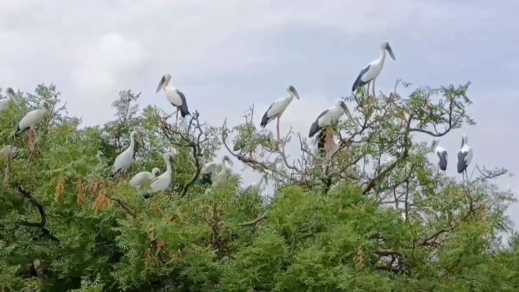 foreign-bird-01-1024x576