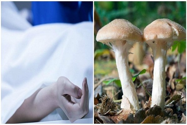 20240706163135_mushroom maut