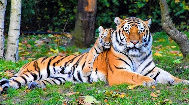 20230729201739_tigerncub2