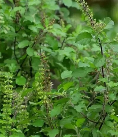 20240812001808_tulsi