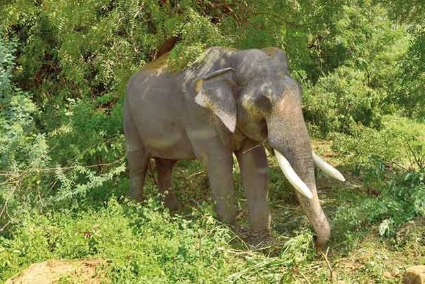 20240812143606_elephant