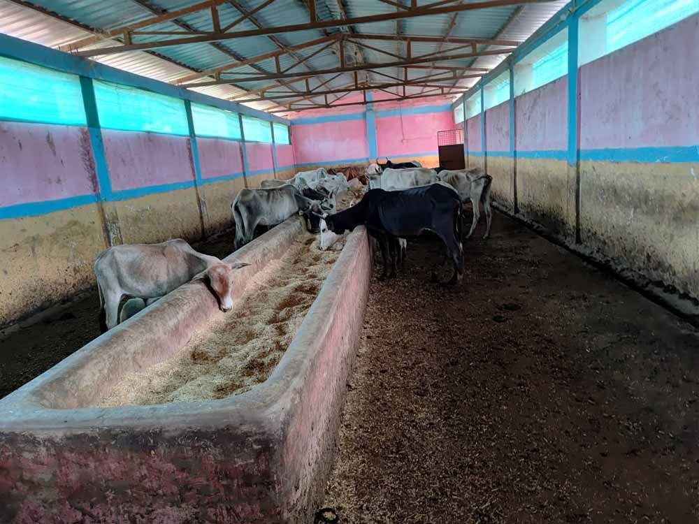 cow.jpg