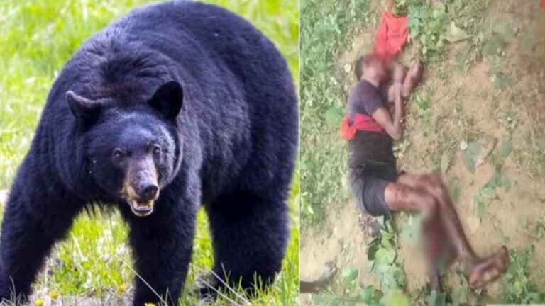 bear-attack
