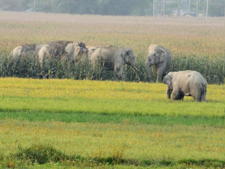 20241015123946_hathi