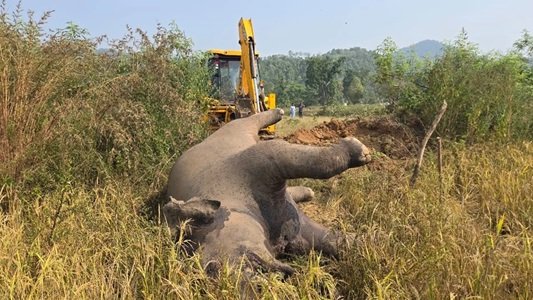 20241105113231_hathi