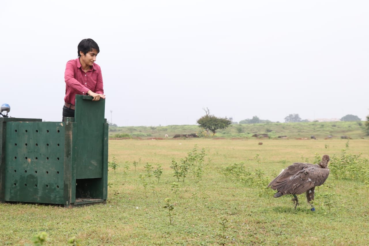 CG : बागबाहरा जंगल से रेस्क्यू कर सफेद पूंछ वाले बीमार गिद्ध की बचाई जान…