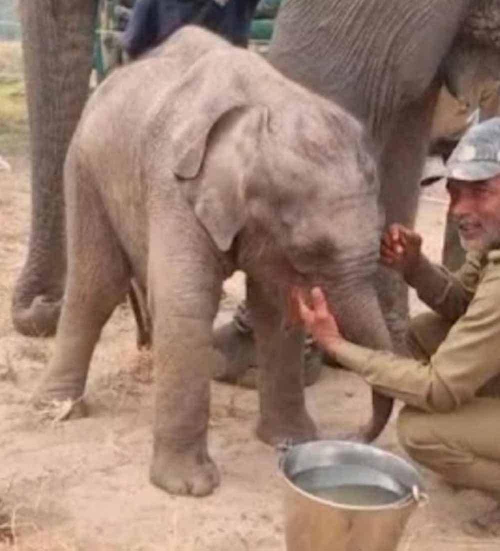 chota_hathi.jpg