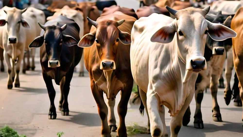 cow-1.jpg