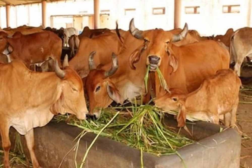 cow-2.jpg